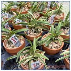 [재희난] 광명전, 1개