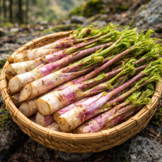 [산지직배송] 첫수확 남해 해풍 땅 두릅 봄제철 신선보장 강원도, 1개, 500g