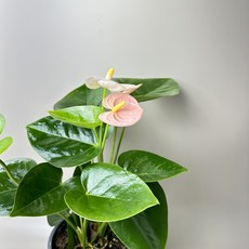 안스리움 수경재배 대품 안시리움 생화 화분, 스피릿, 1개