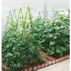넝쿨 식물 지지대 대저 토마토 오이 콩 야채 지주대, 두께 20mm 180X180 가로5개세로8개, 1개