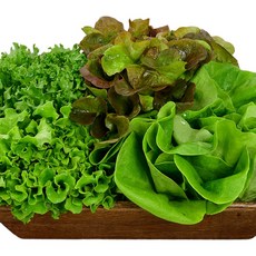 유러피안 샐러드야채 모듬세트(4종 이상), 1박스, 1kg