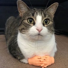 PET 고양이 손가락 마사지 촬영 소품 장난감 zli+1989CS