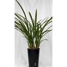 [다온난가든] 동양난 철골(엽물-꽃대X) 취임/축하/고급선물 동양란, 1개