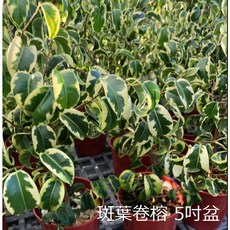 花花世界 斑葉捲葉榕觀葉植物 葉型特殊 自然型5吋盆栽, 1個