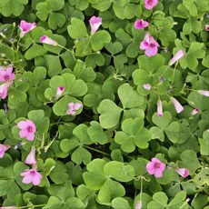 분재 사랑초 야생화 반려식물 공기정화 에이피플랜츠, 1개, 기본