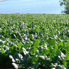 남해 농협 시금치 남해 보물초 겨울시금치 섬초 나물반찬 시금치된장국 국거리채소 싱싱채소 산지직송 신선, 1박스, 800g