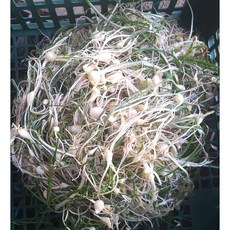 산지직송 국산세척달래 노지 달래, 국산세척달래 500g, 1개