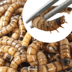 밀웜나라 슈퍼밀웜 대 도매 1kg 약 1.500마리