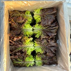 꽃상추 적상추 충남논산 당일수확 농장직접, 1박스, 4kg