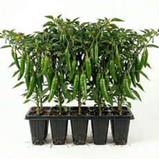 오이고추 모종 키우기, 5개