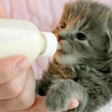 노묘 젖병세트 3P 세척솔포함 이유식 젖꼭지 고양이음료 기력회복 새끼낳은, 1개