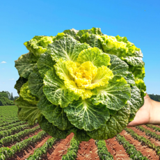 [3월초특가] 산지직송 하루50BOX만 아삭달큰 봄동, 1개, 1kg