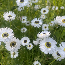 종이꽃 로단테 삐에로 (Rodanthe Pierrot) 씨앗 소포장 대포장, 1개, 소포장 20립