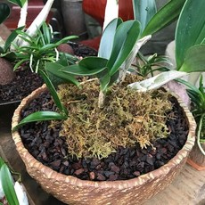 어플라워가드닝 대용량 청이끼 650g 무착색 데코레이션용 토피어리, 1개