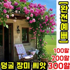 [쉬운재배] 100알/200알 덩굴 장미 씨앗 월계수 장미 씨앗 장미꽃 씨앗 넝쿨장미 정원 사계절 장미 씨앗 불사조 장미씨앗 혼합 씨앗, 200개