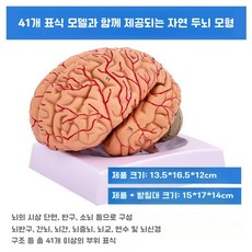뇌모형 교육용 해부실습 두뇌 인체모형 해부학, 41