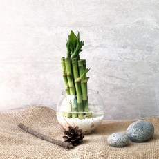 플랜트스토리 실내공기정화식물 수경재배 DIY 세트, 1세트, 개운죽(소)