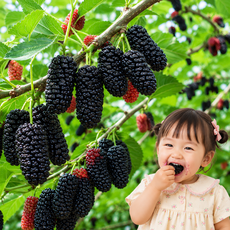 [한정특가] 산지직송 26년 햇 국산 오디, 1세트, 1kg (특품)