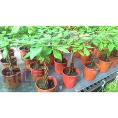 花花世界玫瑰園 馬拉巴栗-辮子狀 6吋盆栽 高 30-35公分 發財吉利送禮盆栽, 1個