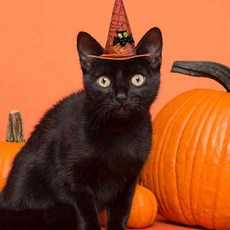 일안 펫 미니 마녀모자 오렌지 반려견악세사리