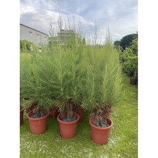 霏霏園藝 檉柳樹，7吋盆, 1個