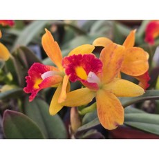 [꽃밭에서 난원] 서양란/카틀레야(옐로우돌 신 2개 특가)