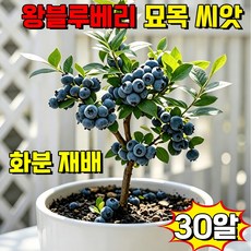 [대왕사이즈] 블루베리 씨앗 왕블루베리 재배 대왕 블루베리 모종 과일 씨앗 화분 블루베리 한국 재배 적합 달콤한 대왕 자가수정, 30개