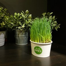 "3貓2館" AFU 貓草杯 貓草 貓草種子, 1個