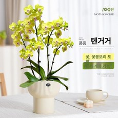 가짜꽃 호접란 카페 인테리어 식물 탁상용 난초, 화분 포함, 챔피언 컵 스위트 4줄기