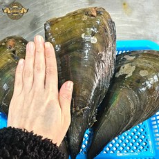 [품질 보장 프리미엄 자연산 키조개] 거제도 자연산 키조개 생물키조개 특대 25cm 내외 신선도 보장 조개 구이, 1개, 프리미엄 키조개 3미 (25cm내외)