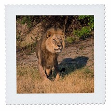 3D 로즈 남성 사자 온 룩 아웃 인텐스 룩 스탠딩 스퀘어 퀼트 25 x 25 144162