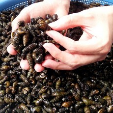 산지푸른 청정 국내산 자연산 생다슬기 자숙, 1박스, 1kg