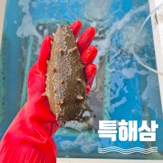 통영바다 동백해녀가 잡은 참해삼 500g 통영바다 자연산 당일제품, 1세트