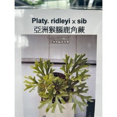 霏霏園藝 細葉侏儒鹿角蕨, 1個