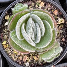 올식스 토멘토사 S 다육이 플랜테리어 홈가드닝, 단일, 1개