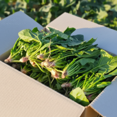 [한정수량 초특가] 보물초 남해초 섬초 시금치 달큰한 바다시금치 남해직송 우수농가, 1박스, 500g