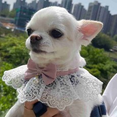 반려견 레이스 넥카라 턱받이 목장식 S 강아지코디
