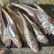 냉동 도루묵 500g, 1개, 상세페이지 참조