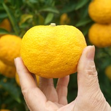 [2021년] 직접키운 고흥유자 생유자 햇유자생과 유자농장 5kg 10kg, 소과(90~100과), 1개