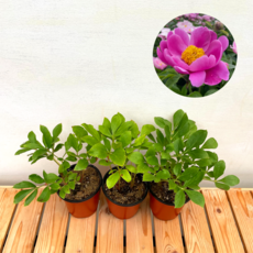 예쁜꽃 작약2+1, 3개