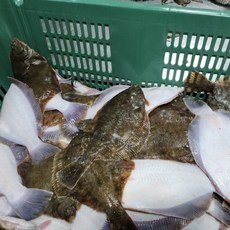 국내산 활 손질 도다리 800g 봄도다리 쑥국 구이 탕