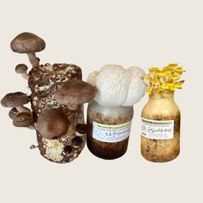 버섯키우기, 표고+금빛+노루