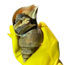 [최특품] 산소포장 당일조업 당일직송 최고급 백골뱅이 생물, 1개, 1kg 중소믹스(40미내외)