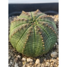 [가람다육] 일본오베사 선인장, 1개, 일본오베사335