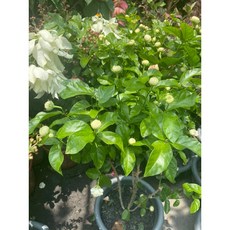 四季虎頭茉莉 大花重辦品種, 1個, 四季虎頭茉莉5-6吋一棵200元
