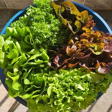 유러피안 샐러드 모듬(4종) 1kg 유럽샐러드 오전 수확 친환경 무농약, 1개