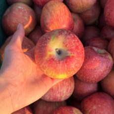 산지직송 초고당도 꿀프룻 못난이 사과, 1개, 5kg