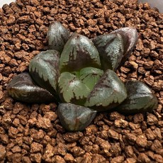 異形植物 黑帝王玉露 HAWORTHIA OBSCURA SS X 裏天之色 B 829-27, 1個
