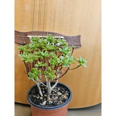 팅커벨 유접곡 4년생