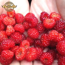 [품질 보장 실패없는 산딸기] 경남 햇 산딸기 생과 당일수확 신선도 당도 보장 아이들 간식 추천, 1박스, 가정용 산딸기 생과 250g